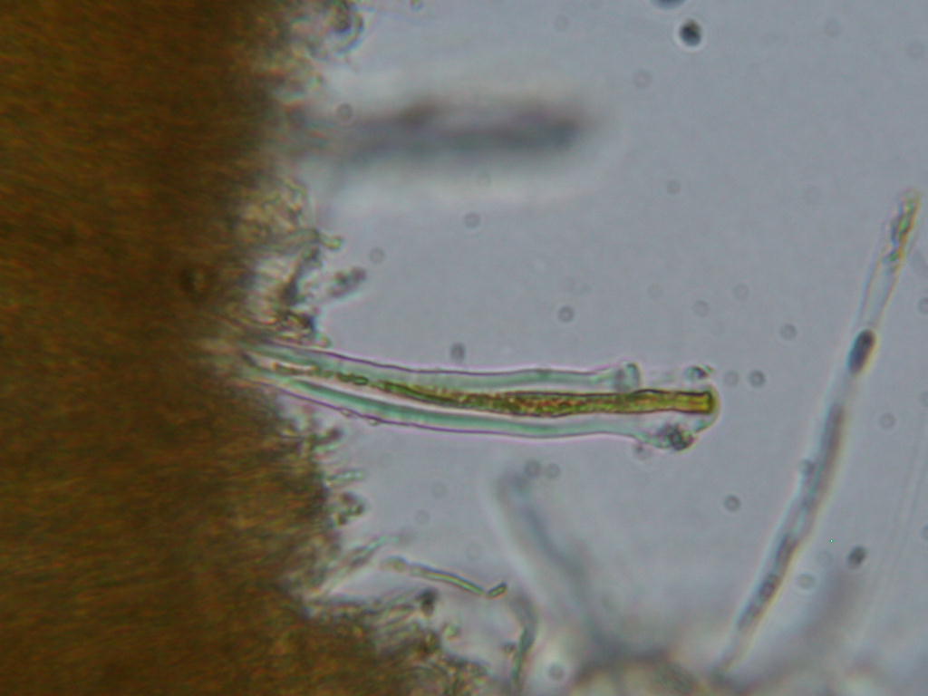 Da determinare...  (Dacryobolus karstenii)